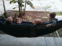 Max and friends in a hammock-MOTION