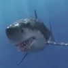 Shark War icon