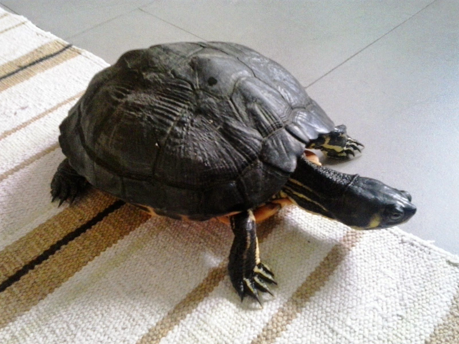 Mi Tortuga Ha Puesto Un Huevo En El Agua