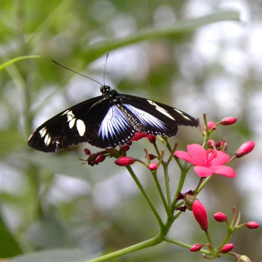 Hd-171812-ascw171812