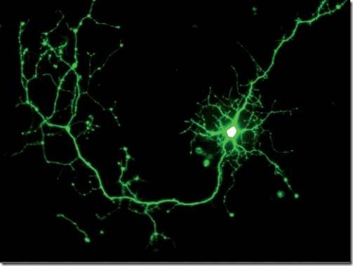 neuron-GFP