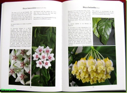 the genus hoya - pagina libro - il genere hoya