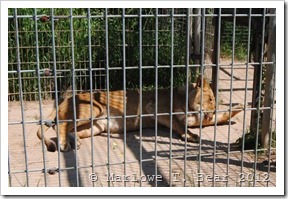 tn_2012-05-21 Special Memories Zoo (45)