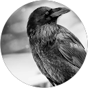 Blue Raven profile picture