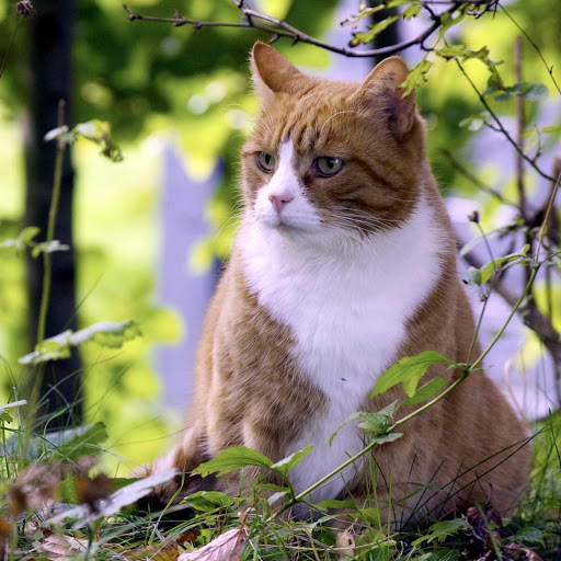 Hd-144264-ascw144264