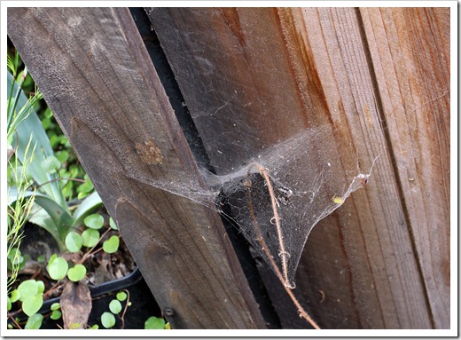 120518_spiderweb7