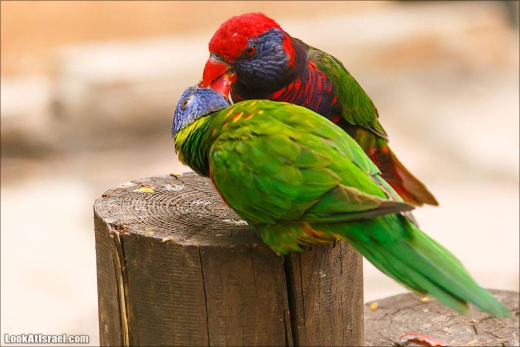 Ган Гуру - парк с кенгуру и другими австралийскими животными | Gan Guru | גן גורו | LookAtIsrael.com - Фото путешествия по Израилю