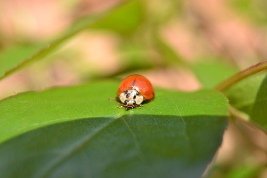Single colour ladybird
