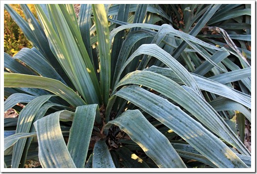 130117_UCDA_Yucca-recurvifolia_03