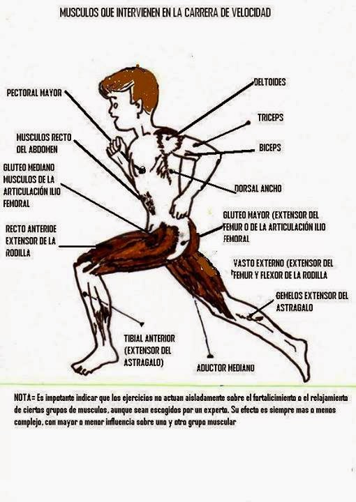 Que musculos se trabajan trotar