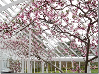 Greenhouse Cherry Blossom1-small