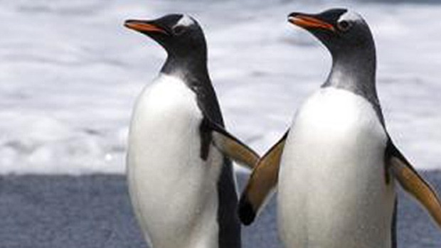 [penguins-toronto-3.jpg]