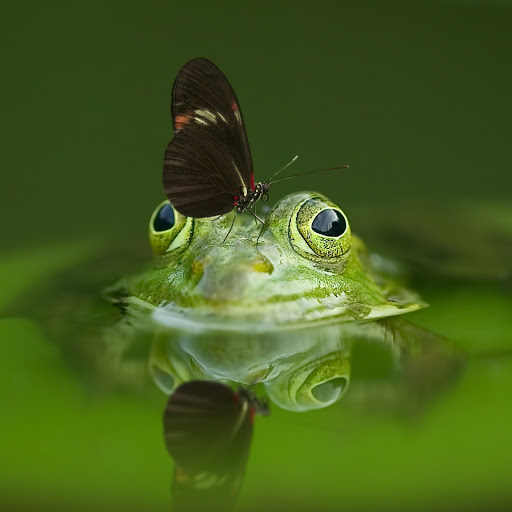 Hd-186254-ascw186254