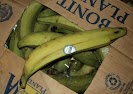 Банан-мачо (овощ)