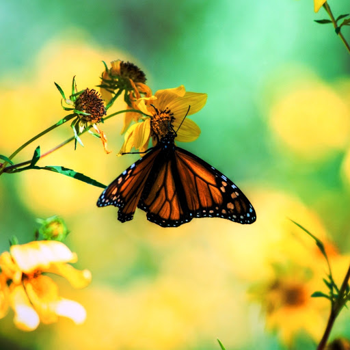 Hd-161803-ascw161803