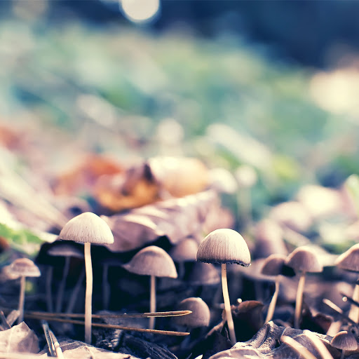 Hd-170702-ascw170702