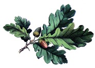 acorn oak vintage image graphicsfairy002b