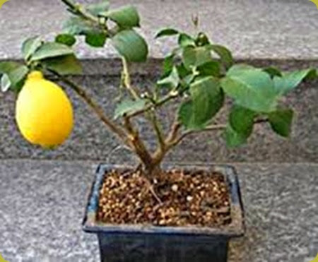 limone2 limone2