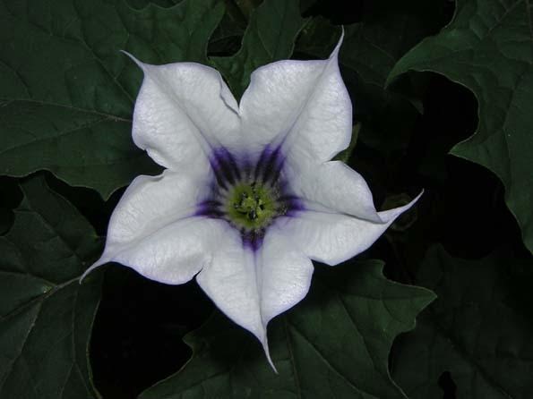 [Datura-inermis4.jpg]