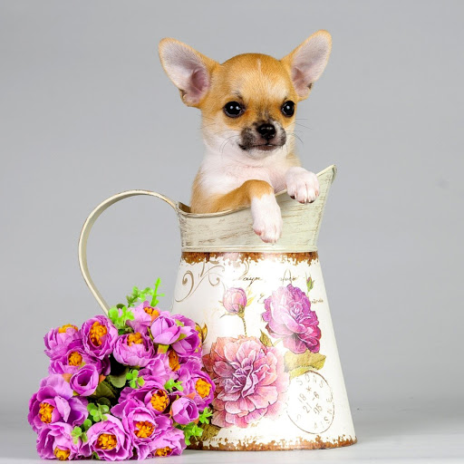 Hd-141556-ascw141556