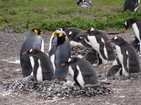 Tara de Foc: Pinguini regali