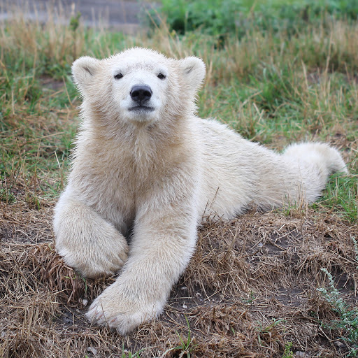 Hd-181143-ascw181143