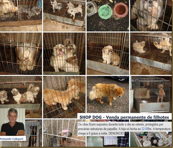 shopdog_maltrataanimais4 shopdog_maltrataanimais4