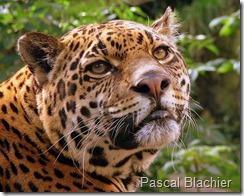 Jaguar amenzado por minería ilegal. Foto Pascal Blachier 