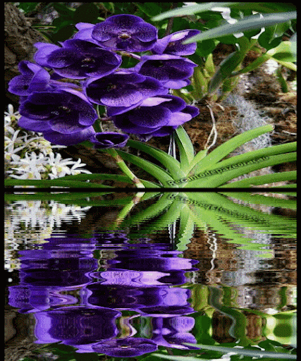20101008181330470.gif