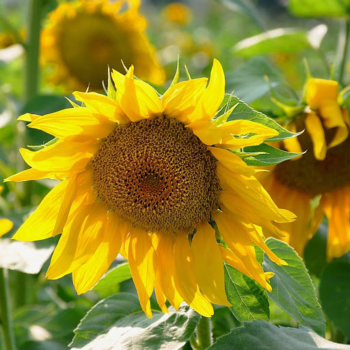 Hd-183250-ascw183250