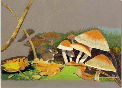 mushrooms107