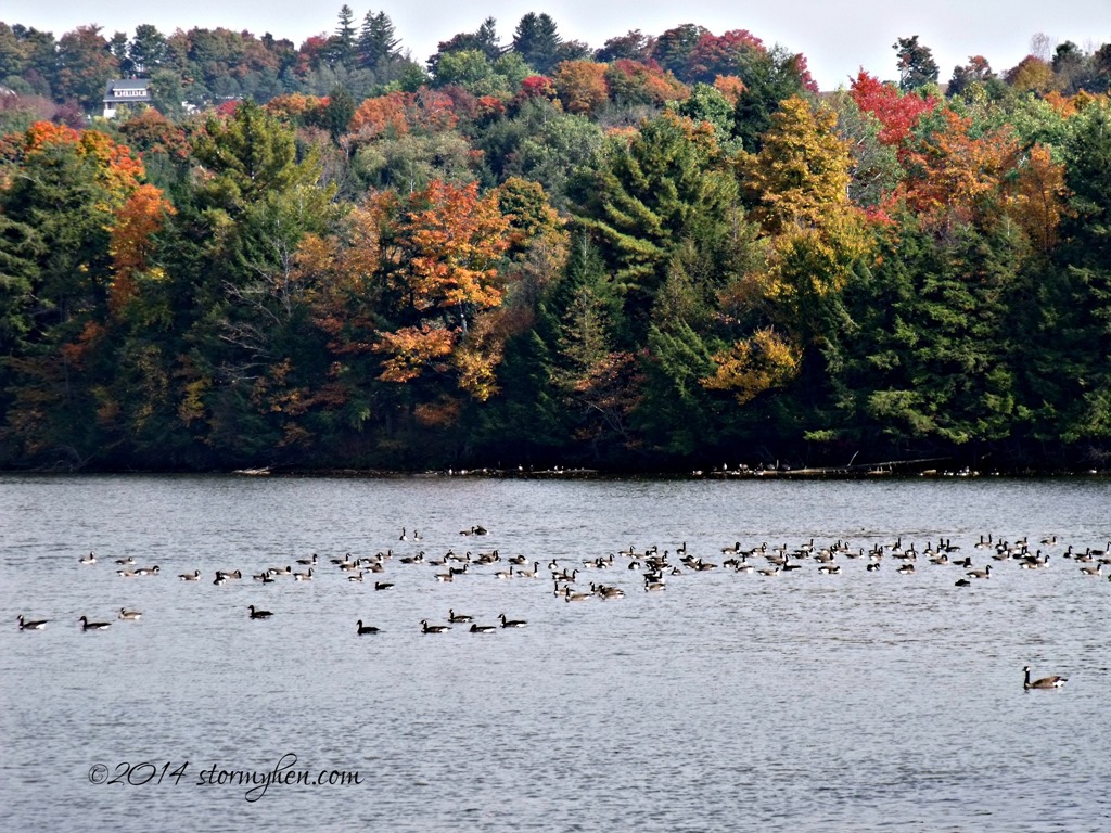 [geese%2520and%2520autumn%2520color%255B4%255D.jpg]