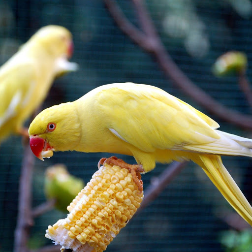 Hd-161033-ascw161033