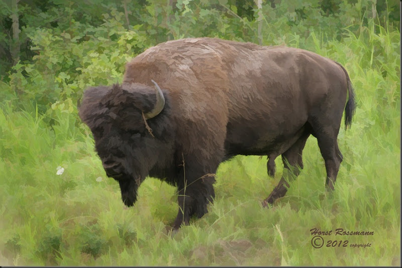 Male Bison painting copy