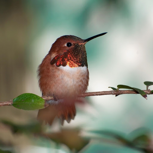 Hd-181226-ascw181226