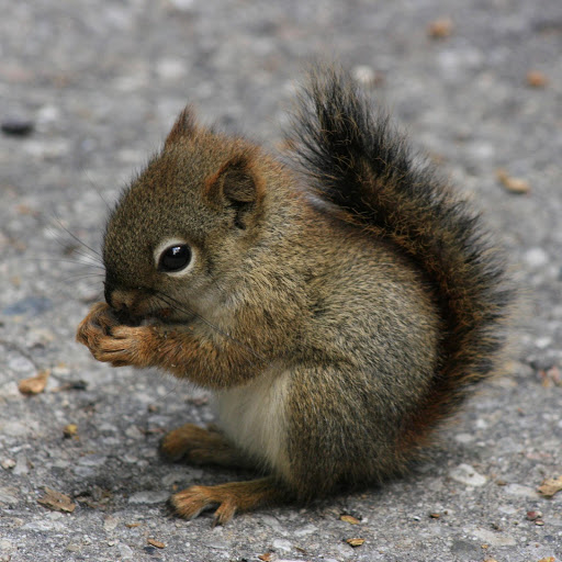 Hd-142447-ascw142447