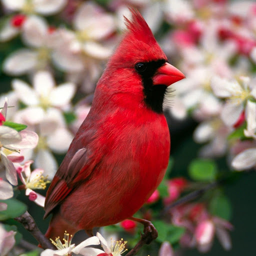 Hd-177878-ascw177878