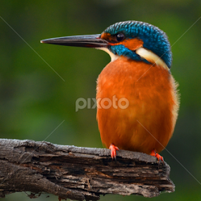 Common King Fisher by Saurav Chakraborty - Animals Birds