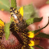 Flower beetle species