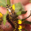 Flower beetle species