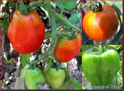 tomato collage0818