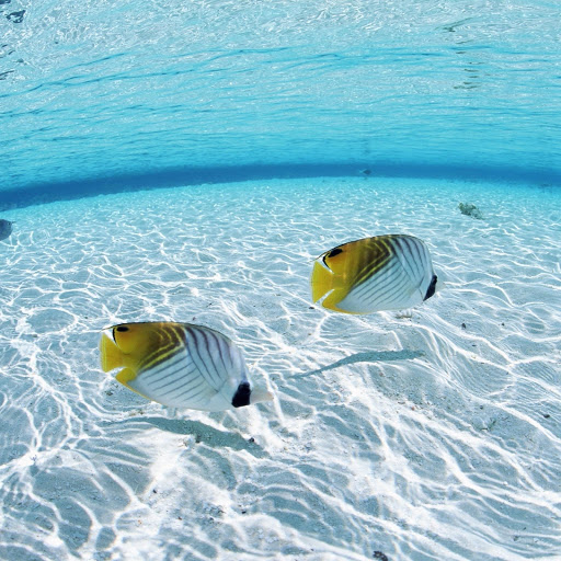 Hd-181680-ascw181680