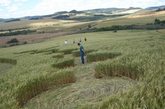 círculos voltam a aparecer em plantações de trigo no oeste de SC