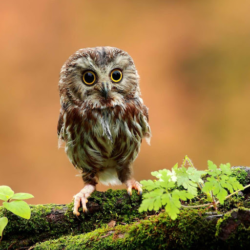 Hd-178526-ascw178526