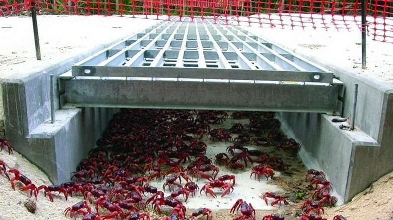 red-crab-migration-9