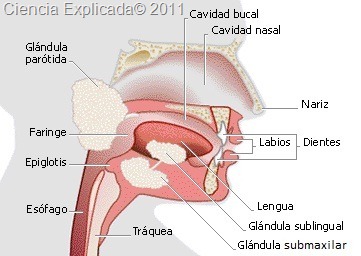[imagenes%2520gladulas%2520salivales%255B22%255D.jpg]
