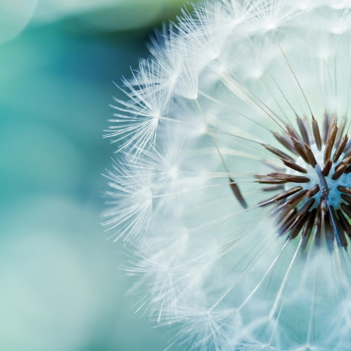 Hd-155064-ascw155064