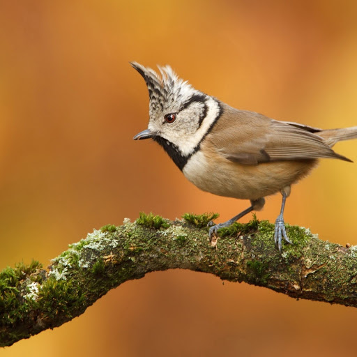 Hd-145464-ascw145464