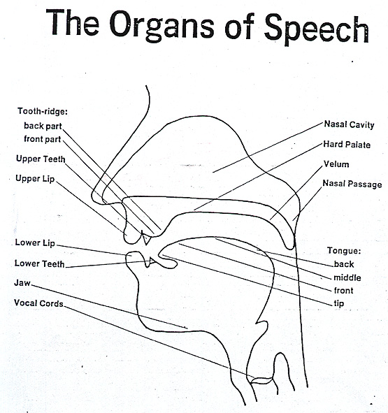 definition of speech organs