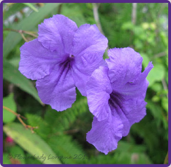 08-26-phil-violets